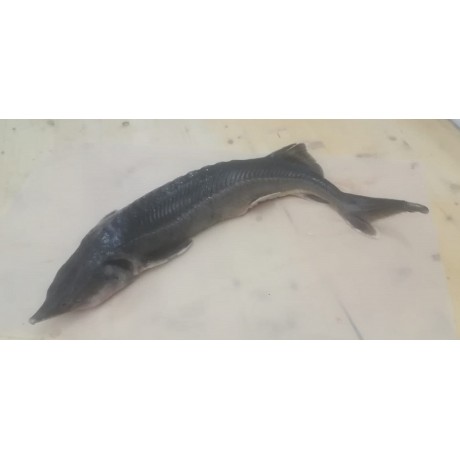 Стерлядь с/м (весовая) 400г+
